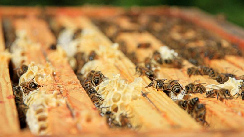 호텔 Ibis Styles Aix Les Bains Domaine De Marlioz