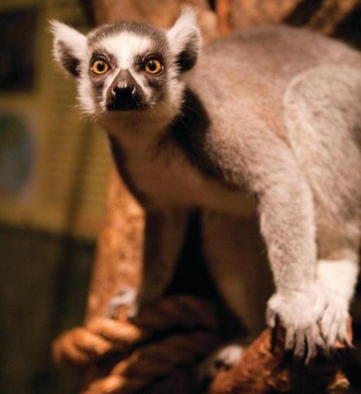 ホテル Club Wyndham Towers On The Grove