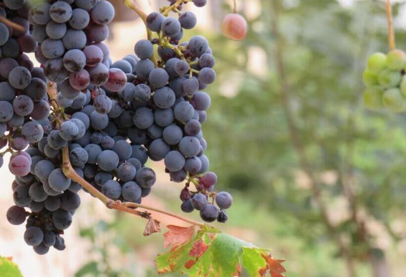 בית מלון כפרי Enoturismo Mainetes