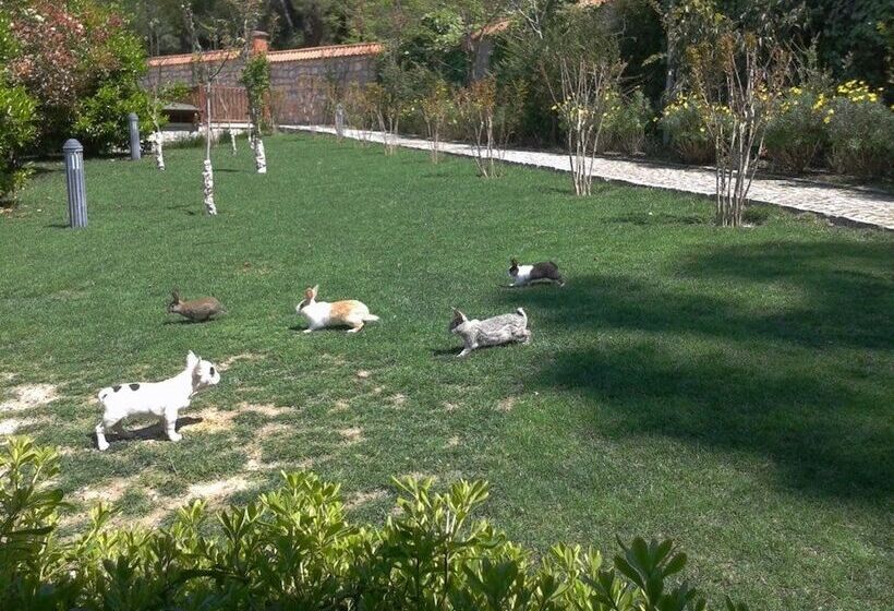 Padok Premium Hotel And Stables