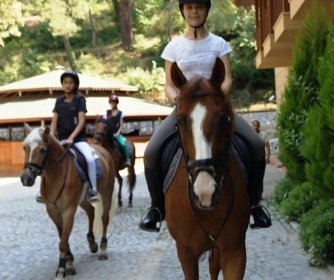 Padok Premium Hotel And Stables