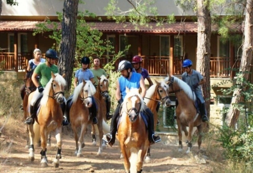 Padok Premium Hotel And Stables