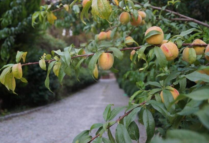 Padok Premium Hotel And Stables