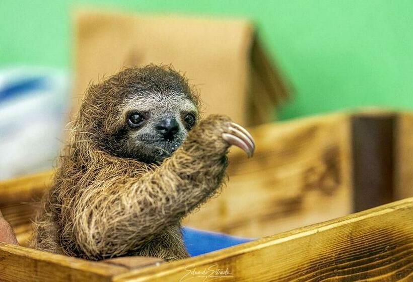 酒店 Summit Rainforest Golf Resort & All Inclusive