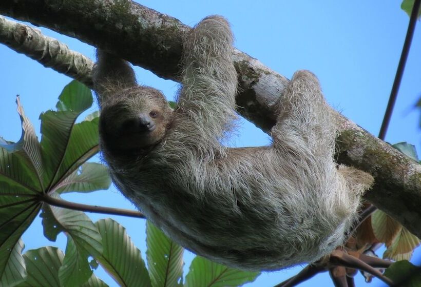 فندق Arenal Lodge