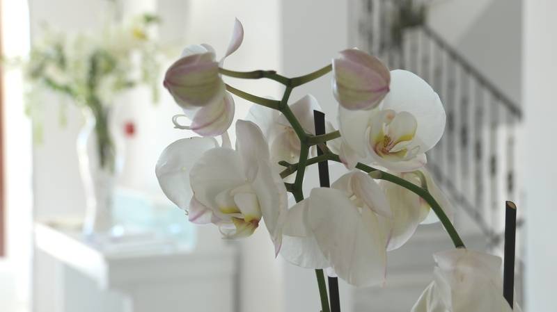 Astro Palace Hotel & Suites