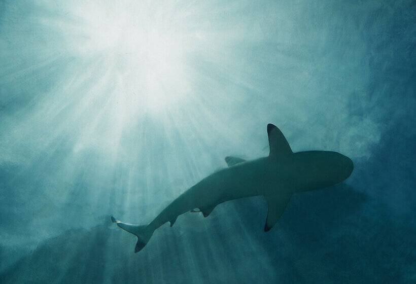 Отель Conrad Maldives Rangali Island