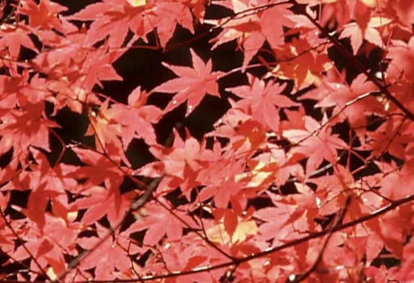 ホテル Dormy Inn Kurashiki Natural Hot Spring