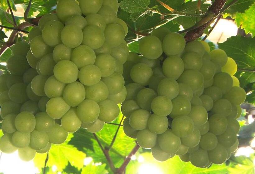 ホテル Dormy Inn Kurashiki Natural Hot Spring