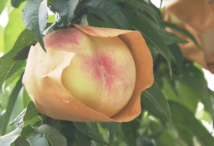 ホテル Dormy Inn Kurashiki Natural Hot Spring