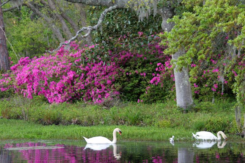 בית מלון כפרי Hilton Garden Inn Wilmington Mayfaire Town Center