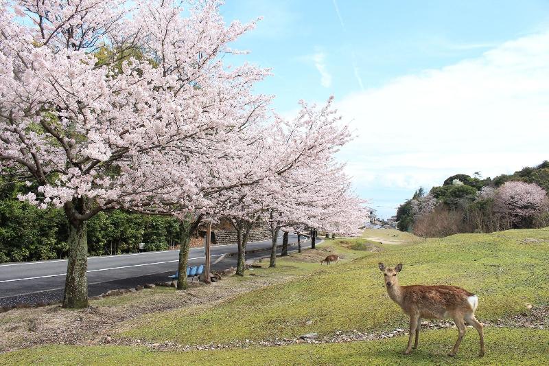 בית מלון כפרי Miyajima Seaside