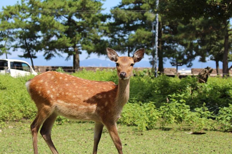 בית מלון כפרי Miyajima Seaside