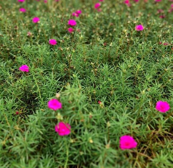 Lotus Desaru Beach Resort