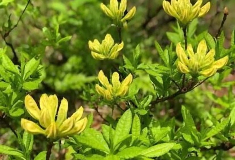 Akakura Onsen Hotel Korakuso