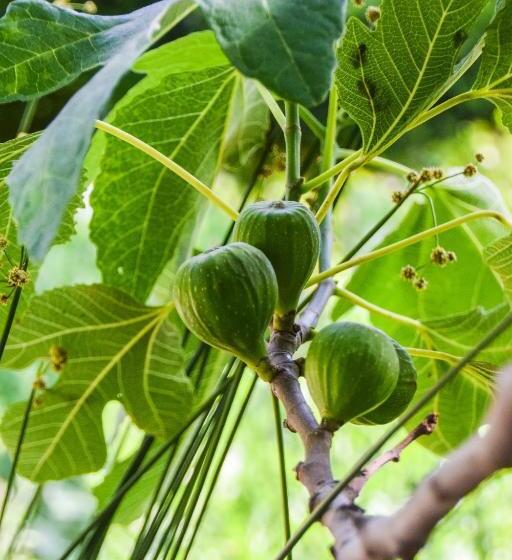 Casas Rurales Los Algarrobales
