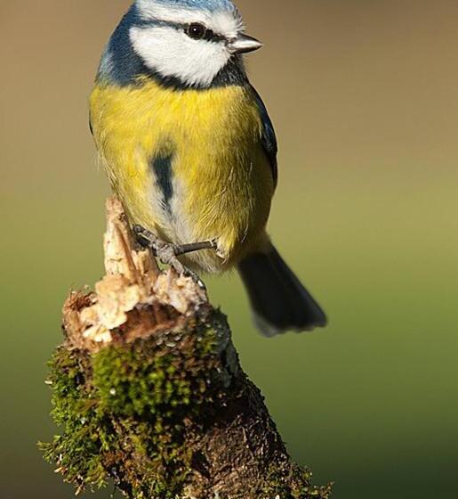 Fervenza Casa Grande & Restaurante