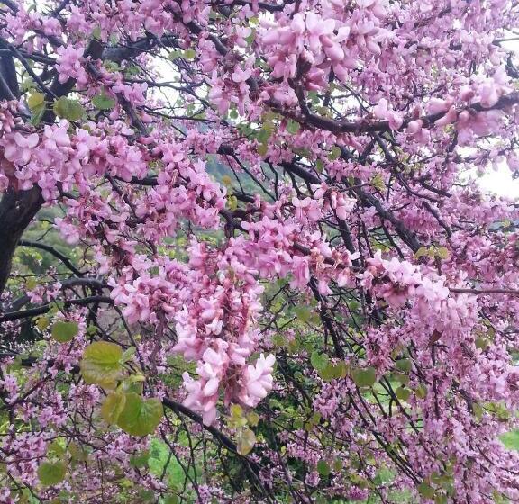 酒店 Agroturismo Filicumis By Mhr