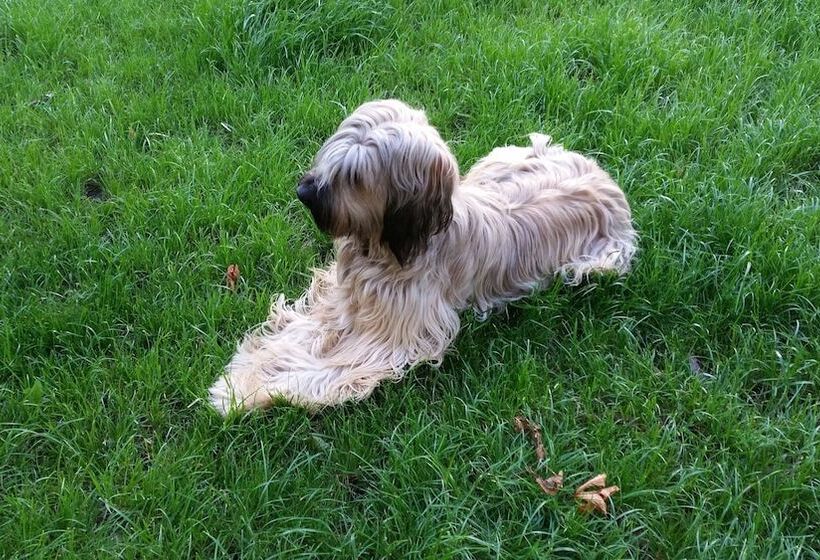 Boutiquehotel Goldene Rose   Self Check In