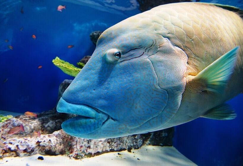 בית מלון כפרי Otaru Asari Classe