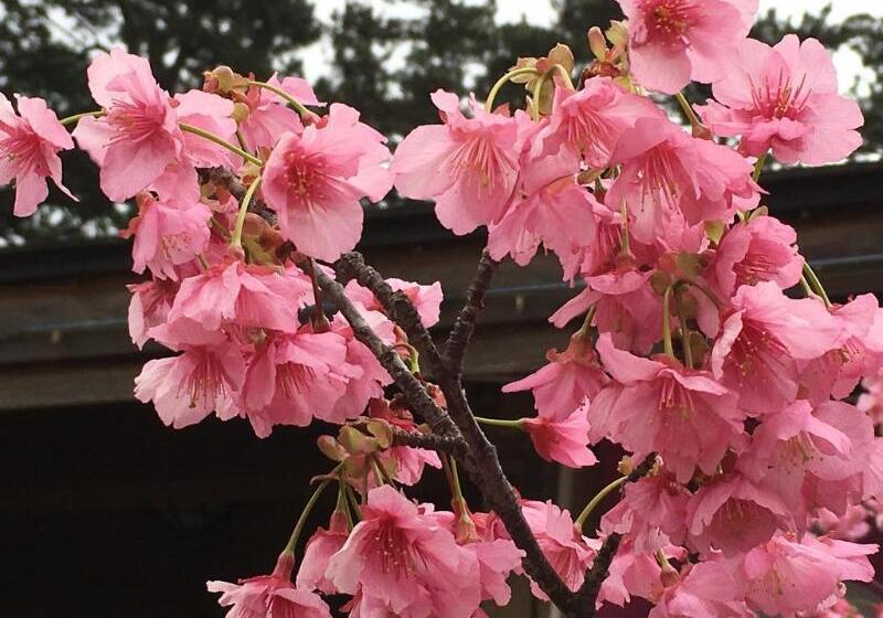 فندق Dogashima Onsen