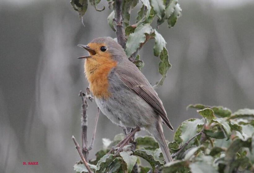 בית מלון כפרי Hostal Isabel