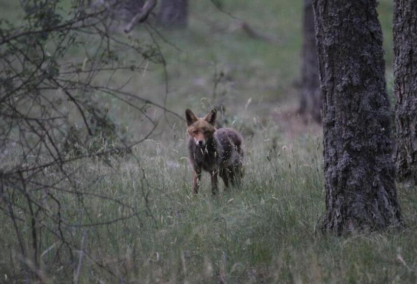 בית מלון כפרי Hostal Isabel
