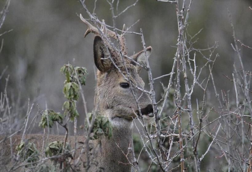 בית מלון כפרי Hostal Isabel