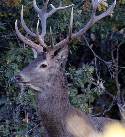 בית מלון כפרי Hostal Isabel