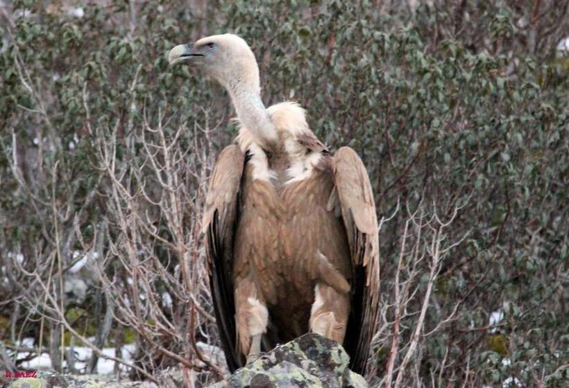 בית מלון כפרי Hostal Isabel