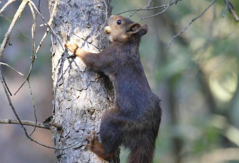 בית מלון כפרי Hostal Isabel