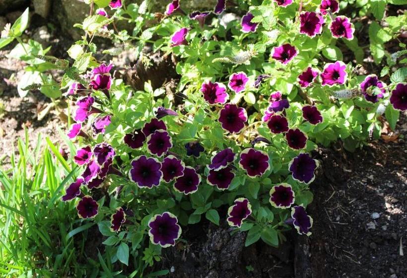 پانسیون Dear Porto Guest House