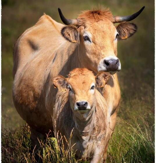 Résidence Le Village Goélia