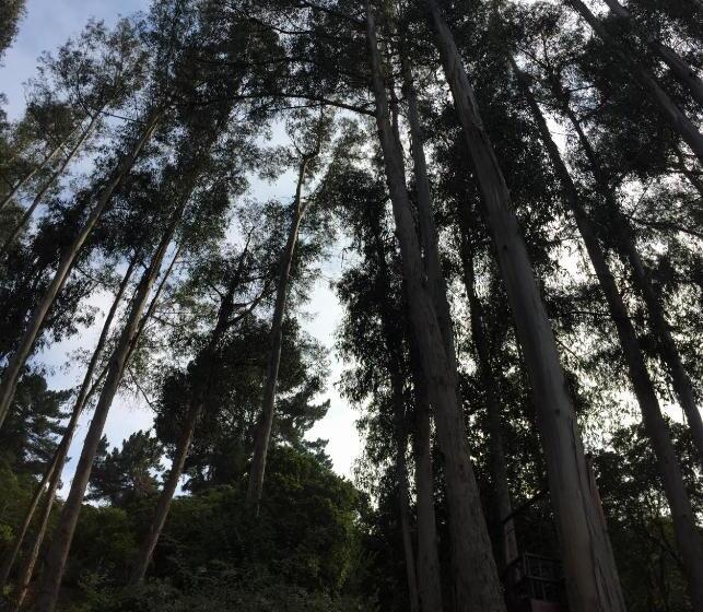 בית מלון כפרי Bosque De Reñaca