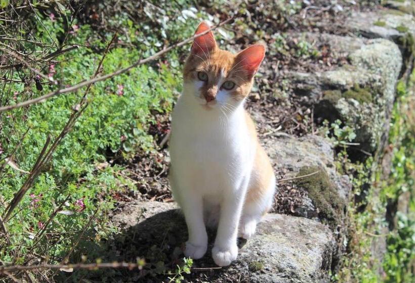 Отель Casa Do Brigadeiro
