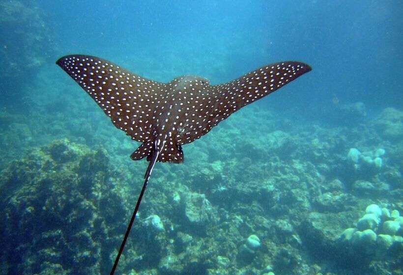 فندق Chabil Mar Luxury Villas   Guest Exclusive Beach Resort