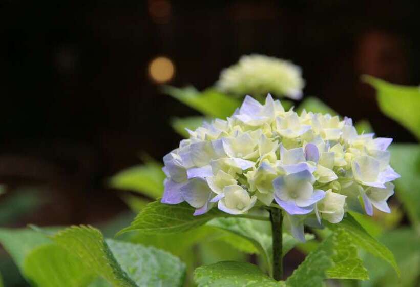 Отель Hyoe Koyokaku