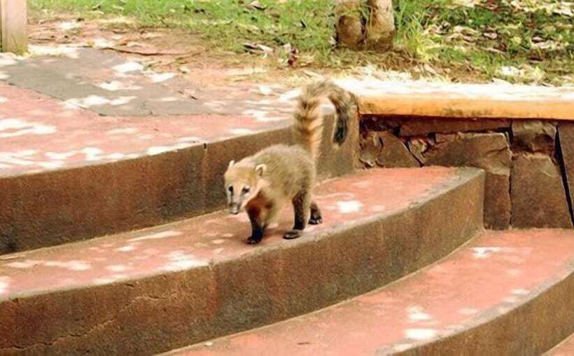 호텔 Sol Cataratas