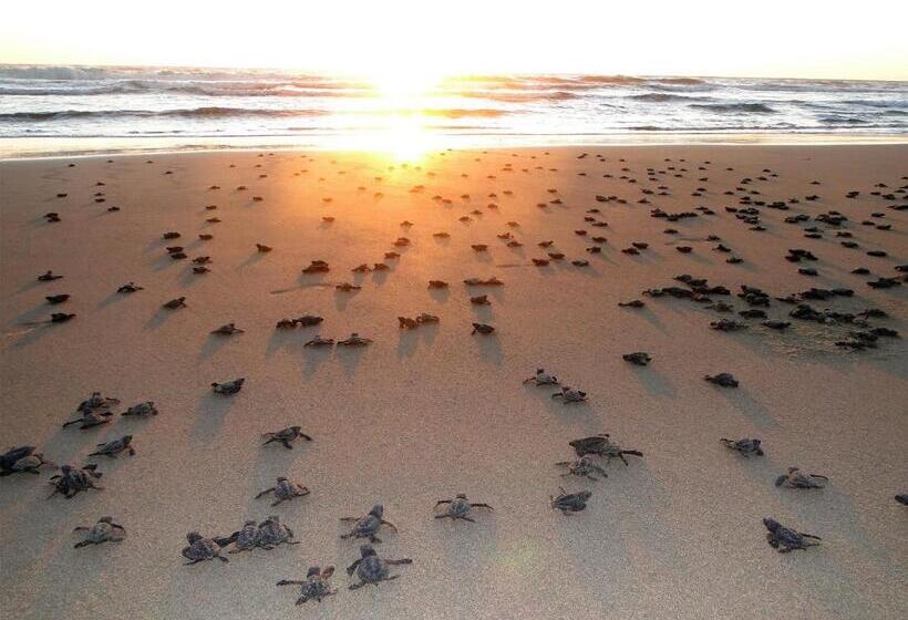 渡假胜地  Luxury Suites By Estrella Del Mar