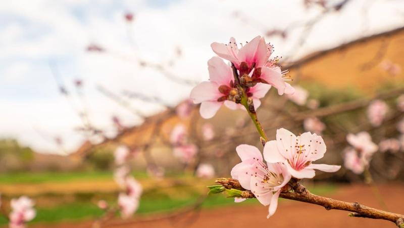 ホテル Auberge Atlas Gorge Dades