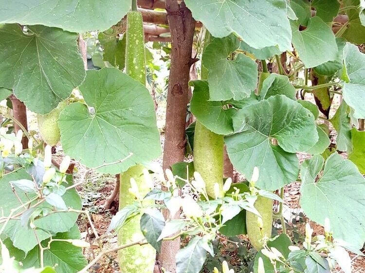 هتل Phong Nha Magic Fingers Homestay And Spa