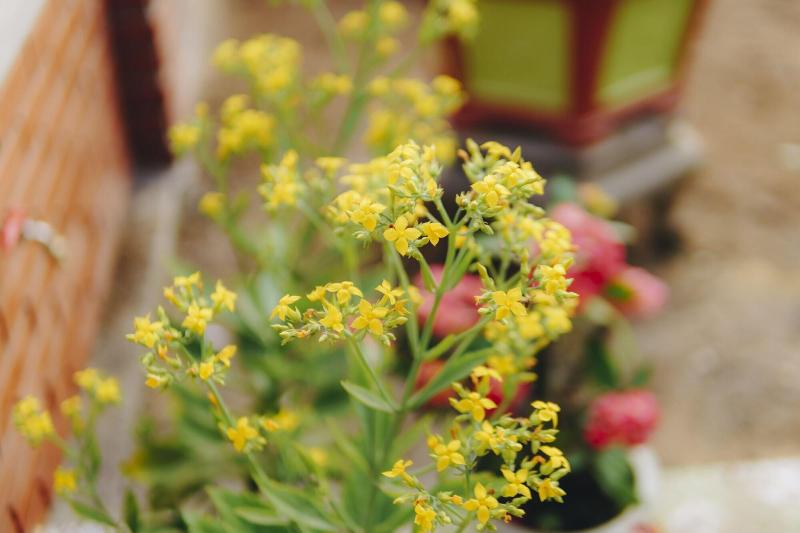 هتل Phong Nha Magic Fingers Homestay And Spa