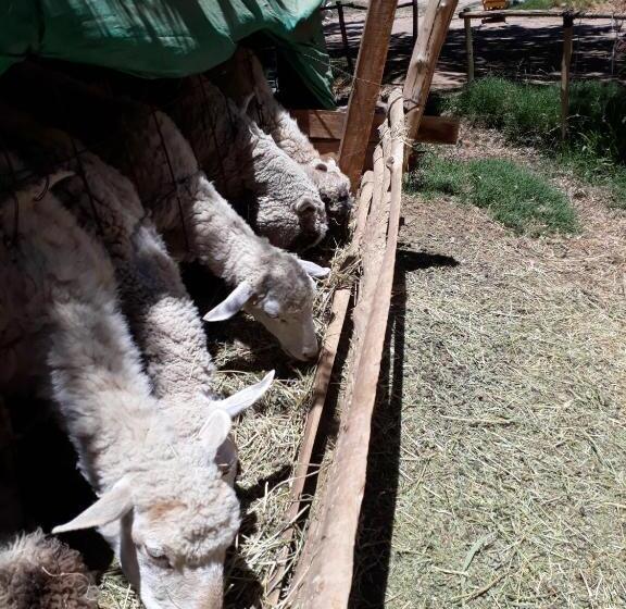 Complejo Los Enamorados