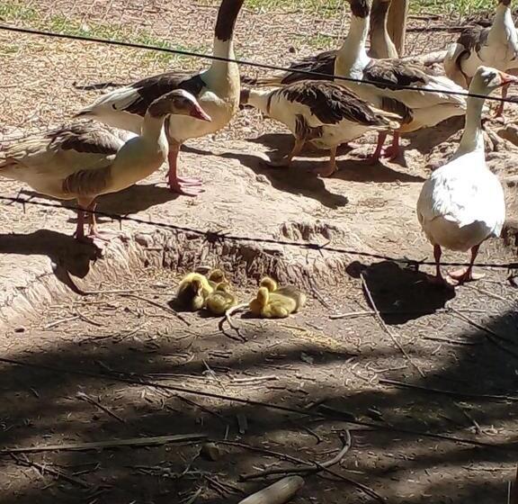 Complejo Los Enamorados