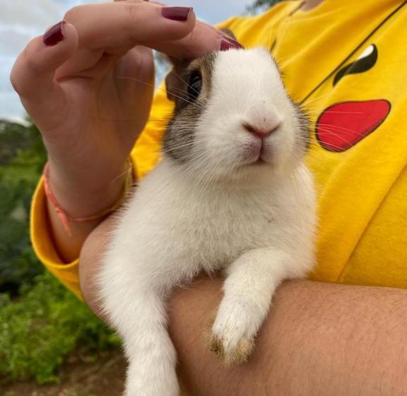 酒店 Fazenda Terra Bonita Passeios A Cavalo E Trilhas