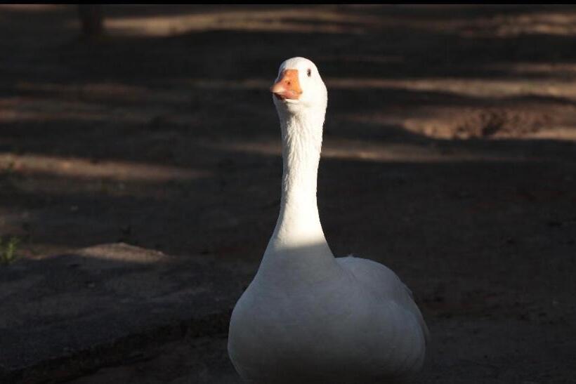 酒店 Fazenda Terra Bonita Passeios A Cavalo E Trilhas
