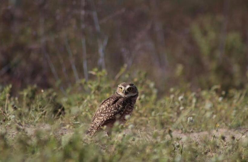酒店 Fazenda Terra Bonita Passeios A Cavalo E Trilhas