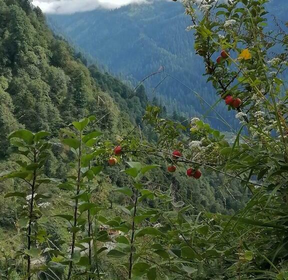 Отель Café Kush