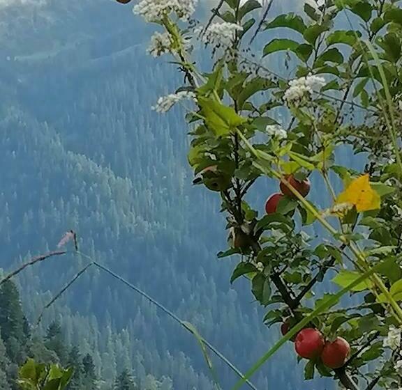 Отель Café Kush