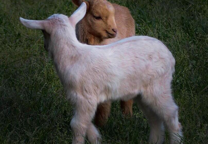 ホテル Mas Rauric